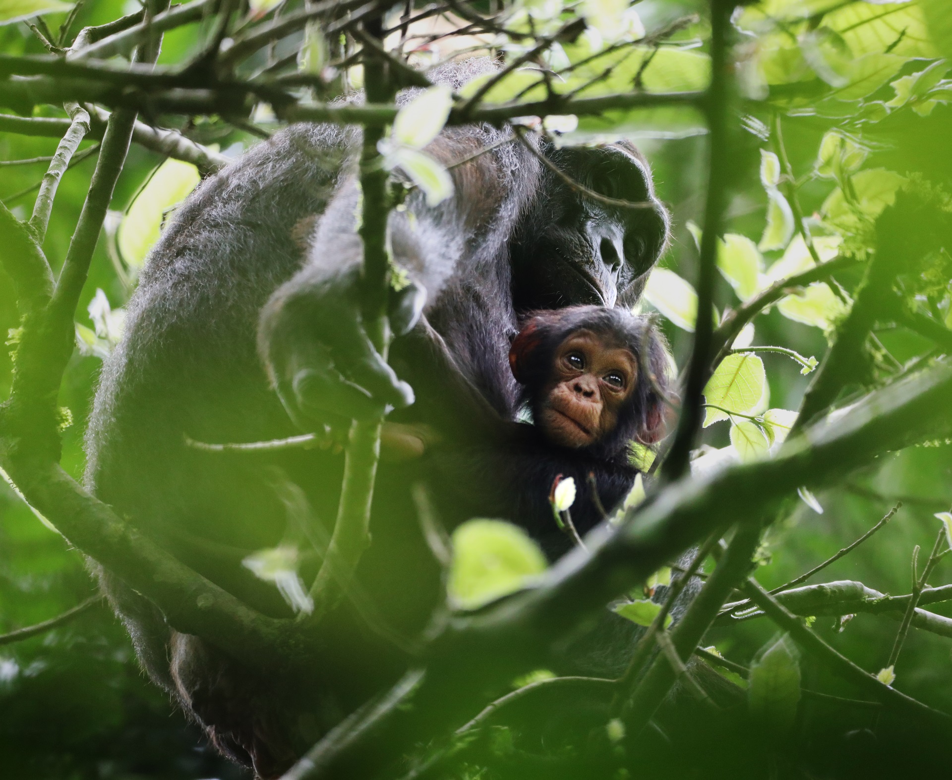 Chimpanzee Deli and her baby up in a tree partially obscured by leaves Image: LAURA DANIELS 2023